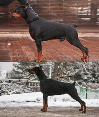 C-помет