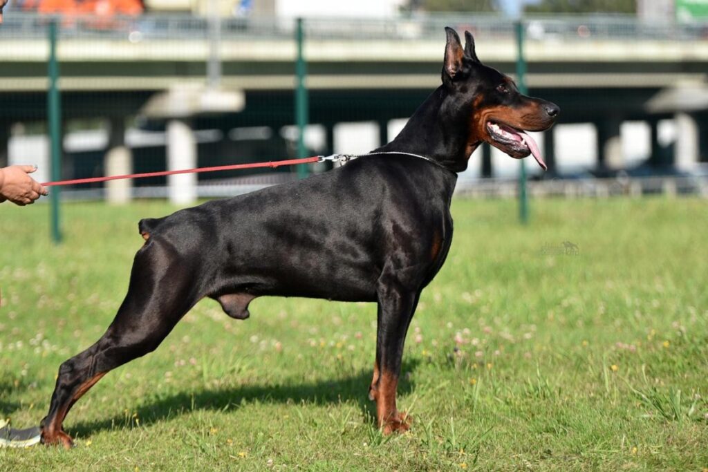 Smart Wood Hills Zar