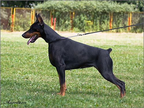 Smart Wood Hills Rocket Queen