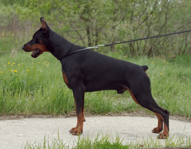 Smart Wood Hills Flying Dutchman