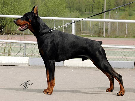 Smart Wood Hills Dexter