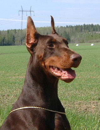 EBBIIHEAD