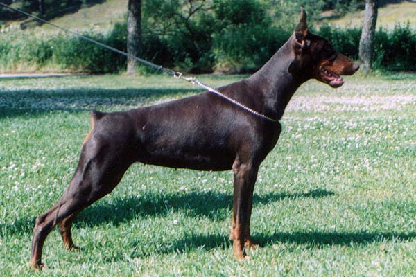 ebony10-1