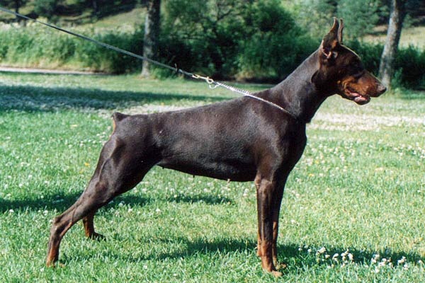 ebony10-2
