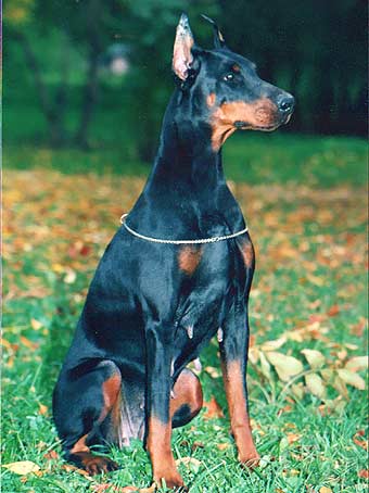 esmir2