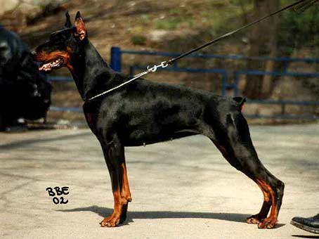 esmir2y