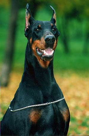 esmir4