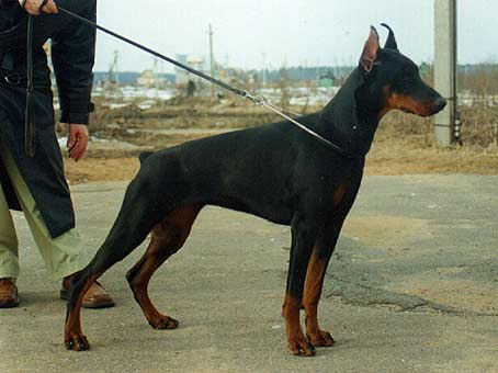 esmir91