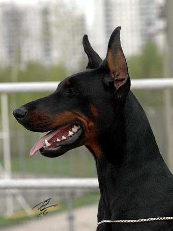 gretta_rd6