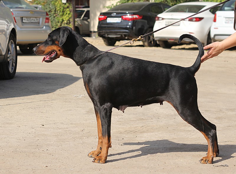 Smart Wood Hills Dream Weaver
