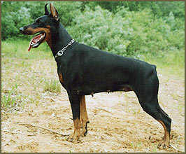 marsela