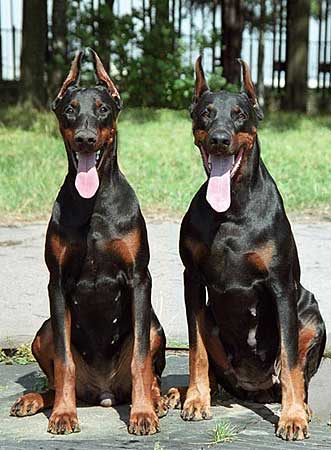 marsela_korsika