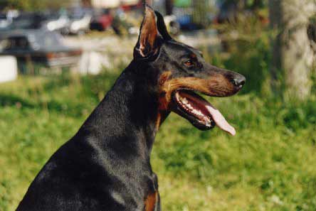 marsela_p1