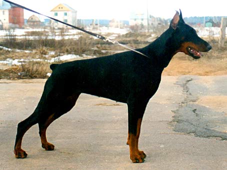 pilar1
