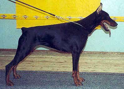 pilar15m