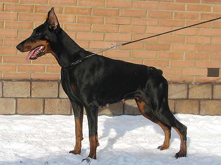 pilar6