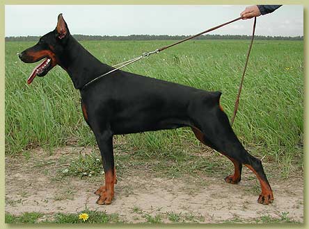 tigridia