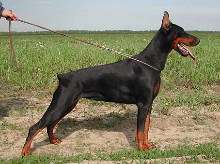 tigridia7
