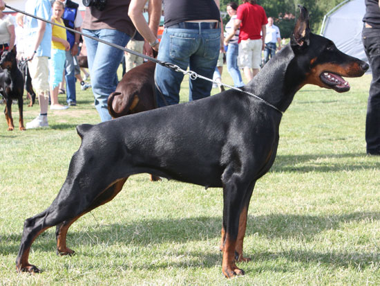 Smart Wood Hills Ursula