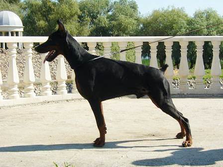 xtrail2008-1